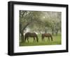 Two Horses Eating in Spring Pasture, Cape Elizabeth, Maine-Nance Trueworthy-Framed Photographic Print