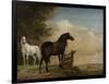 Two Horses in a Meadow Near a Gate-Paulus Potter-Framed Premium Giclee Print