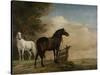 Two Horses in a Meadow Near a Gate-Paulus Potter-Stretched Canvas