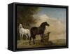 Two Horses in a Meadow Near a Gate-Paulus Potter-Framed Stretched Canvas