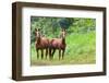 Two Horses in Belize-TamiFreed-Framed Photographic Print