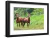 Two Horses in Belize-TamiFreed-Framed Photographic Print