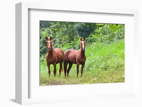 Two Horses in Belize-TamiFreed-Framed Photographic Print