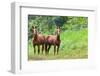 Two Horses in Belize-TamiFreed-Framed Photographic Print