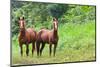 Two Horses in Belize-TamiFreed-Mounted Photographic Print