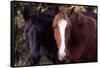 Two horses looking into camera-Gayle Harper-Framed Stretched Canvas