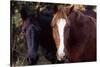 Two horses looking into camera-Gayle Harper-Stretched Canvas