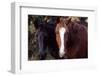 Two horses looking into camera-Gayle Harper-Framed Photographic Print