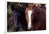 Two horses looking into camera-Gayle Harper-Framed Photographic Print