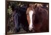 Two horses looking into camera-Gayle Harper-Framed Photographic Print