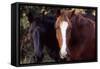 Two horses looking into camera-Gayle Harper-Framed Stretched Canvas