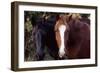 Two horses looking into camera-Gayle Harper-Framed Photographic Print