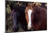 Two horses looking into camera-Gayle Harper-Mounted Photographic Print