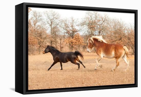 Two Horses Running In A Fall Pasture-Sari ONeal-Framed Stretched Canvas