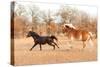 Two Horses Running In A Fall Pasture-Sari ONeal-Stretched Canvas