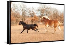 Two Horses Running In A Fall Pasture-Sari ONeal-Framed Stretched Canvas
