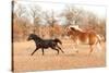 Two Horses Running In A Fall Pasture-Sari ONeal-Stretched Canvas
