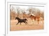 Two Horses Running In A Fall Pasture-Sari ONeal-Framed Photographic Print