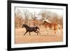 Two Horses Running In A Fall Pasture-Sari ONeal-Framed Photographic Print