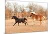 Two Horses Running In A Fall Pasture-Sari ONeal-Mounted Photographic Print