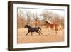 Two Horses Running In A Fall Pasture-Sari ONeal-Framed Photographic Print