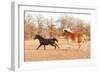 Two Horses Running In A Fall Pasture-Sari ONeal-Framed Photographic Print