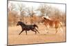 Two Horses Running In A Fall Pasture-Sari ONeal-Mounted Photographic Print