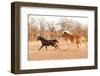 Two Horses Running In A Fall Pasture-Sari ONeal-Framed Photographic Print