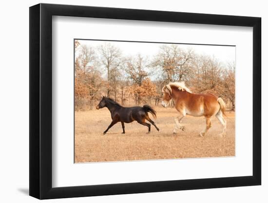 Two Horses Running In A Fall Pasture-Sari ONeal-Framed Photographic Print