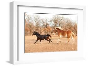 Two Horses Running In A Fall Pasture-Sari ONeal-Framed Photographic Print