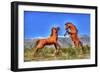 Two Horses-Robert Kaler-Framed Photographic Print