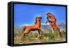 Two Horses-Robert Kaler-Framed Stretched Canvas