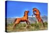 Two Horses-Robert Kaler-Stretched Canvas