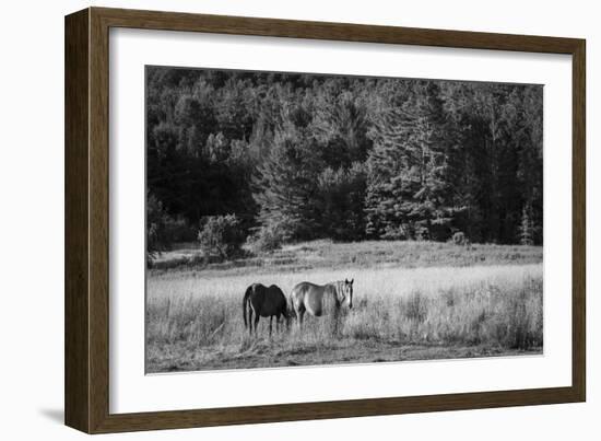 Two Horses-Brenda Petrella Photography LLC-Framed Giclee Print