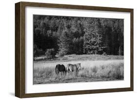 Two Horses-Brenda Petrella Photography LLC-Framed Giclee Print