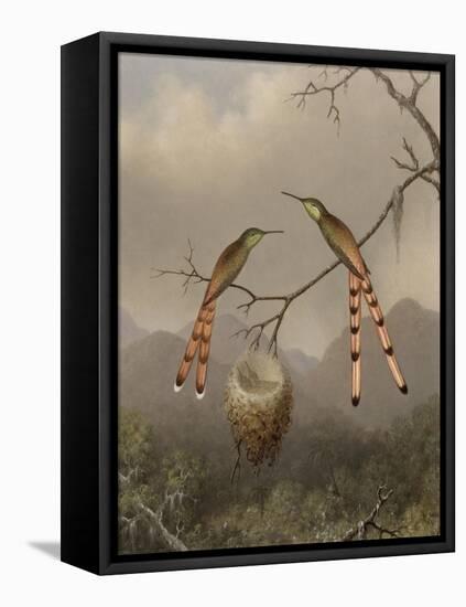 Two Hummingbirds with Their Young, c.1865-Martin Johnson Heade-Framed Stretched Canvas