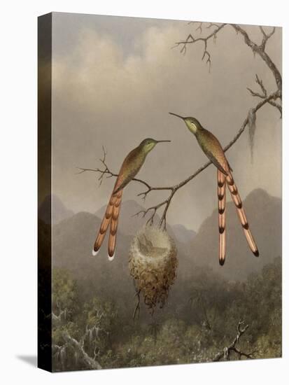 Two Hummingbirds with Their Young, c.1865-Martin Johnson Heade-Stretched Canvas
