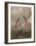 Two Hummingbirds with Their Young, c.1865-Martin Johnson Heade-Framed Giclee Print