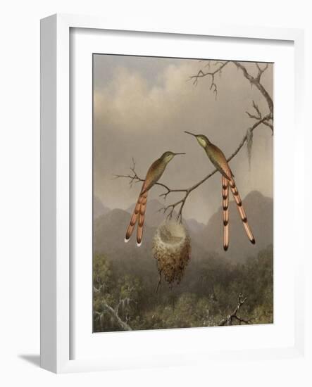 Two Hummingbirds with Their Young, c.1865-Martin Johnson Heade-Framed Giclee Print