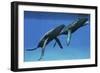 Two Humpback Whales Come to the Surface of Ocean Waters to Breath-null-Framed Art Print