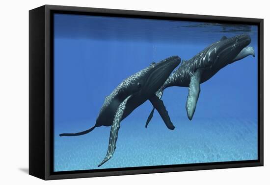 Two Humpback Whales Come to the Surface of Ocean Waters to Breath-null-Framed Stretched Canvas