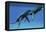 Two Humpback Whales Come to the Surface of Ocean Waters to Breath-null-Framed Stretched Canvas