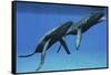 Two Humpback Whales Come to the Surface of Ocean Waters to Breath-null-Framed Stretched Canvas