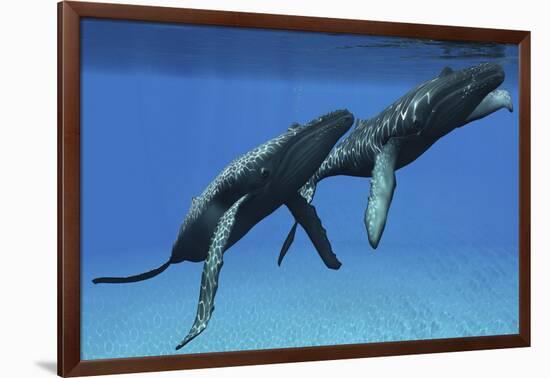 Two Humpback Whales Come to the Surface of Ocean Waters to Breath-null-Framed Art Print