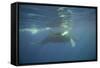 Two Humpback Whales-DLILLC-Framed Stretched Canvas