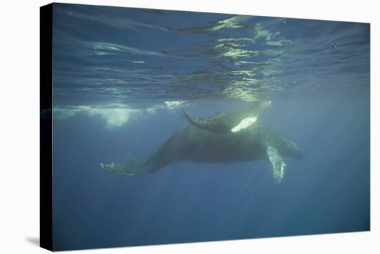 Two Humpback Whales-DLILLC-Stretched Canvas