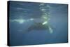 Two Humpback Whales-DLILLC-Stretched Canvas