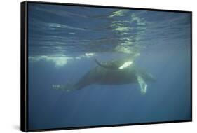 Two Humpback Whales-DLILLC-Framed Stretched Canvas