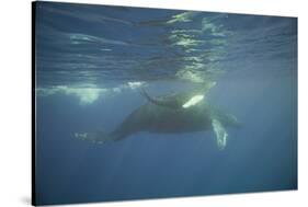 Two Humpback Whales-DLILLC-Stretched Canvas