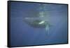 Two Humpback Whales-DLILLC-Framed Stretched Canvas